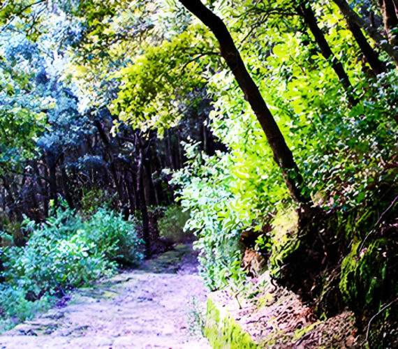 Complesso Boschivo Della Maddalena Complesso Boschivo Della Maddalena